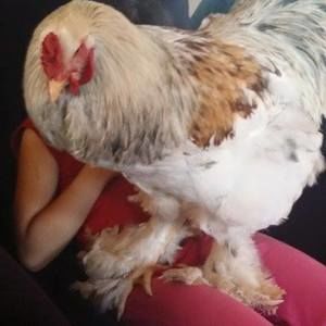 Meet your Posher, Juan